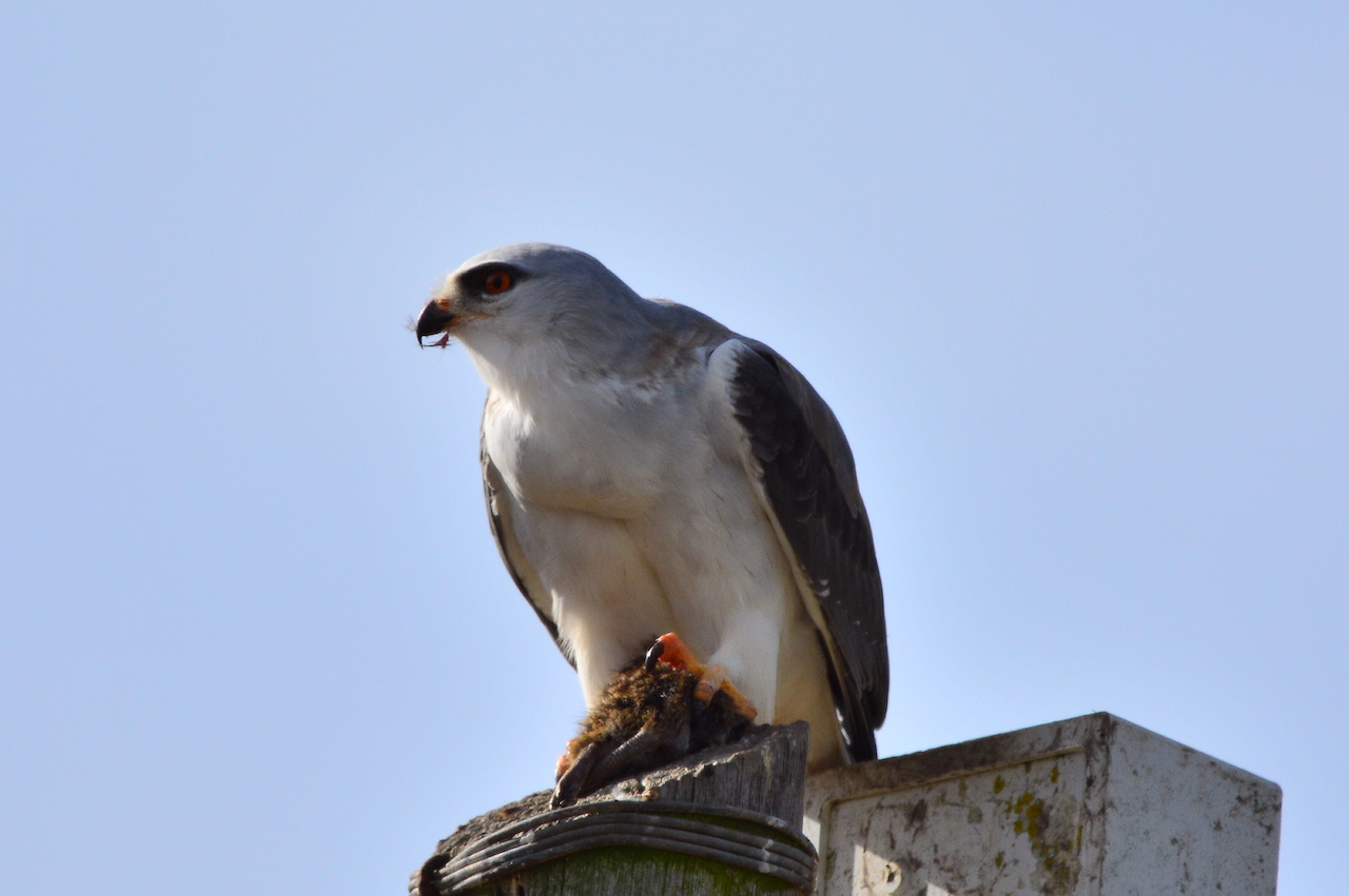 Elanus caeruleus